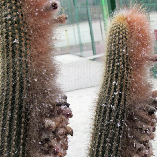 fluffy cactus