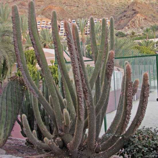 strange cactus